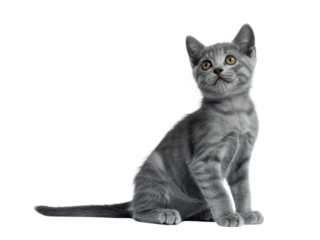 Gray Kitten Sitting and Looking Up
