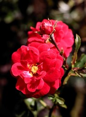 Obraz premium pretty red roses in the garden close up
