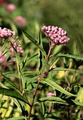 Asclepias rubra plant in a garden close up
