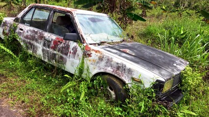 A passenger car is forgotten in the rainforest, rusting and overgrown with climbing bloom plants. Nature takes its toll back