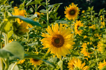 Round sunflower inflorescence in a field in the rays of the sun in a close-up frame with selective focus