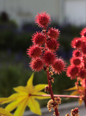 red prickly flowers of Ricinus communis plant close up