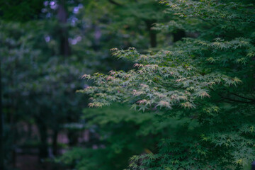 Maple trees in Japan in the rainy season