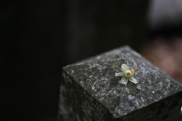 White flowers fell on an old concrete pillar.