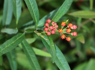 green foliage and red flowers of ASclepias currasavica bush,Asclepiadaceae Family