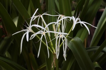 white flowers of Oenothera tetraptera plant close up