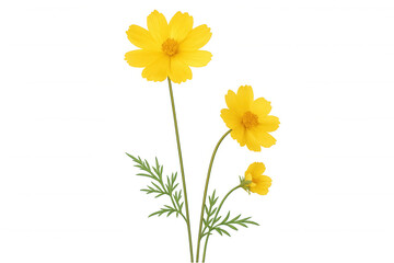 Vibrant yellow cosmos flowers blooming on stems with delicate green leaves, isolated on a transparent background