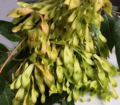 mammy croton plant care Croton Mammy