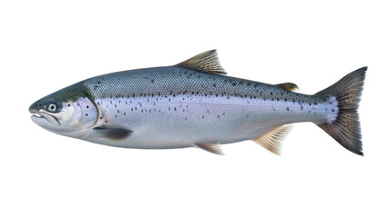 Naklejka premium Fresh Salmon Fish on White Background 
