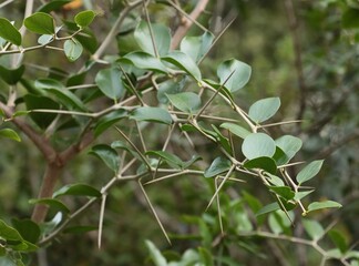thorny plant Carissa spinarum close up