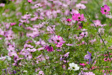 秋の草原に咲き誇るピンク色のコスモスの群生