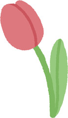 Pink Tulip