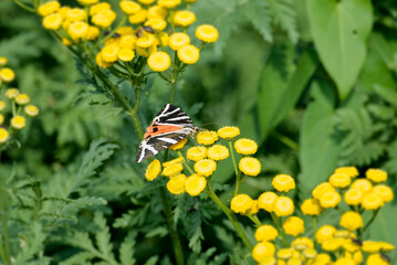 Jersey Tiger Moth (Euplagia quadripunctaria) sitting on yellow flower in Zurich, Switzerland