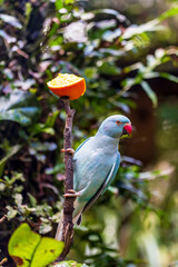 A blue parakeet with a red beak clings to a branch in the jungle, perched just below a slice of orange fruit