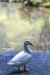 A white duck with orange beak and feet stands on the gravel shore of a calm pond