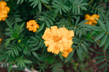 Beautiful yellow flowers on a flower bed in a city park. Marigold flowers grow close to each other. Landscaping of the territory. Not a whimsical plant in care.