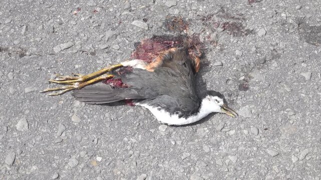 A badly flying White-breasted Waterhens (Amaurornis phoenicurus) shot down by a car on a forest road. Boreo Island, Malaysia, January