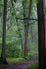 The forest after the rain in summer
