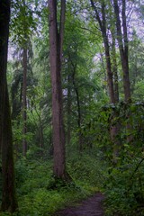 The forest after the rain in summer