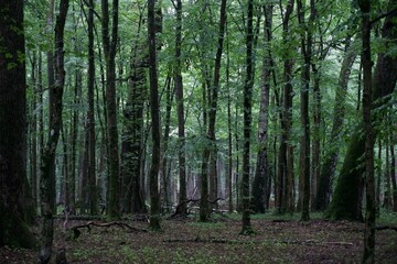 Fototapeta premium The forest after the rain in summer