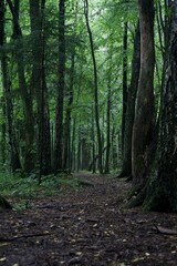 Obraz premium The forest after the rain in summer