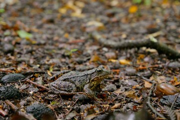 The frog in the forest