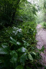 The forest after the rain in summer