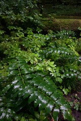 The forest after the rain in summer