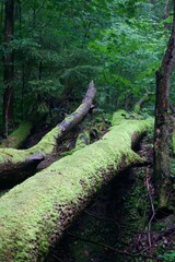 The forest after the rain in summer