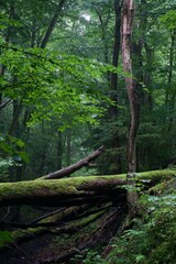 The forest after the rain in summer