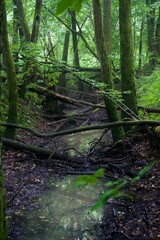 The forest after the rain in summer