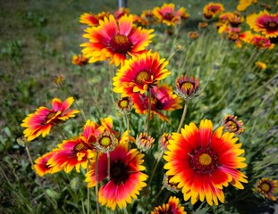 Close-up of a flower (Gaillardia × grandiflora) blossom. Gaillardia grandiflora Arizona Sun. Bright garden flowers sway in wind