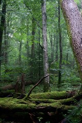 The forest after the rain in summer