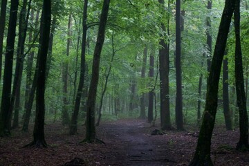 The forest after the rain in summer