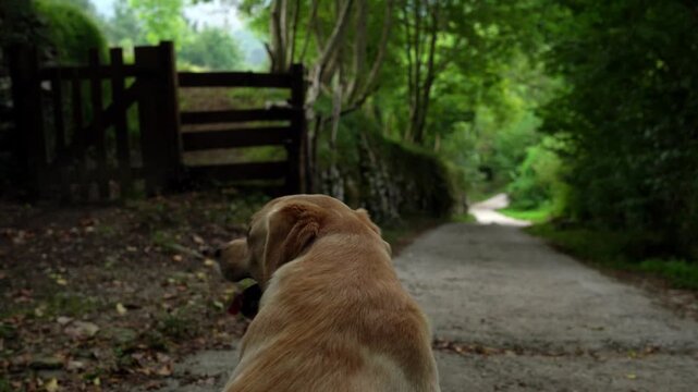 Golden labrador trotting woodland path, looking back while navigating lush green forest with playful curiosity