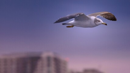 Gaviota 
