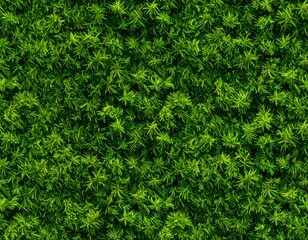Lush Green Plant Texture Background with Dense Foliage and Natural Light