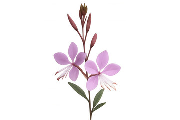 Naklejka premium Pink petals and delicate buds grace this wildflower, showcasing the beauty of nature against a transparent backdrop
