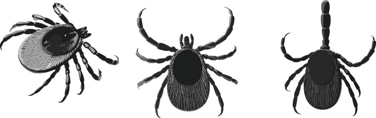 Detailed Tick Anatomy Vector Illustration Showing Side, Dorsal, and Ventral Views for Medical, Biological, and Educational Reference and Identification Use