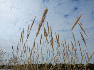 reeds on the beach