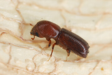Bark beetle (Scolytinae, Scolytidae) Xyleborus monographus. Adult insect on the bark.