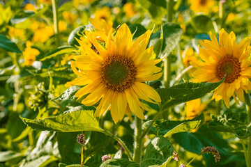 Decorative sunflower in a field of sunflowers in the rays of the setting sun