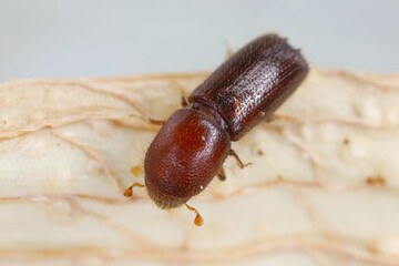 Ambrosia beetle, Xyleborus monographus on wood. High macro magnification.