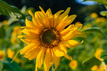 Close-up shot of a decorative sunflower in a field in the sun