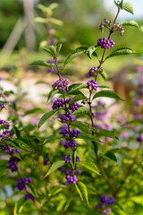 wild flowers in the garden