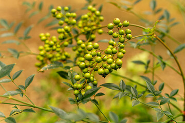 cluster of green berries on branch