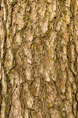 tree bark texture