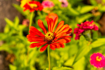 red zinnia flower with green leaves