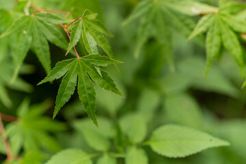 close up of green leaves