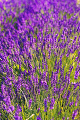 Naklejka premium Lavender bushes in row, blooming under warm sunlight in peaceful purple and green summer field with soft sunset lignt background. Landscape, natural background, herbal wallpaper